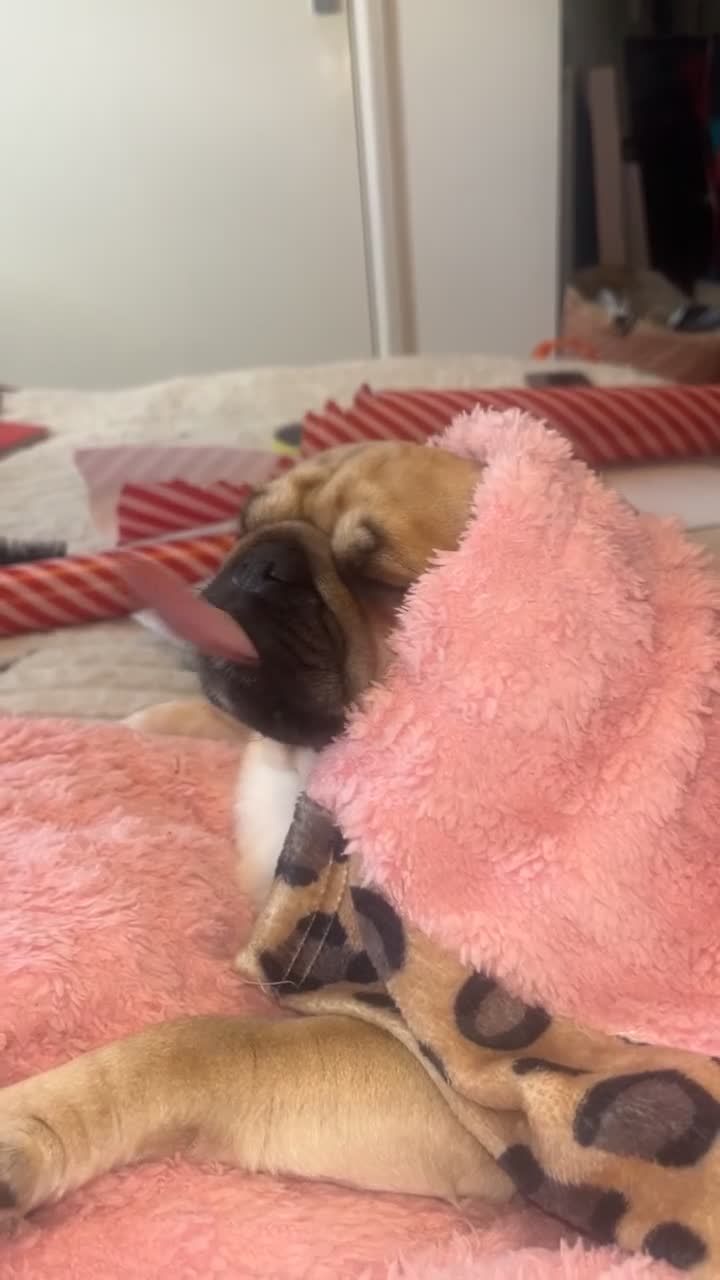 Pug dogs for sale: Skye the pug - Video 2