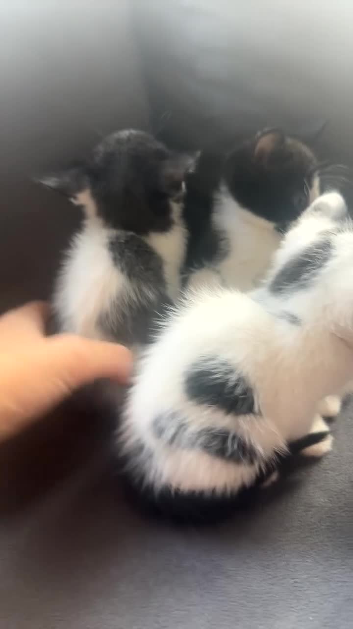 Mixed Breed cats for sale: Beautiful mix of grey, black and white kittens  - Video 2