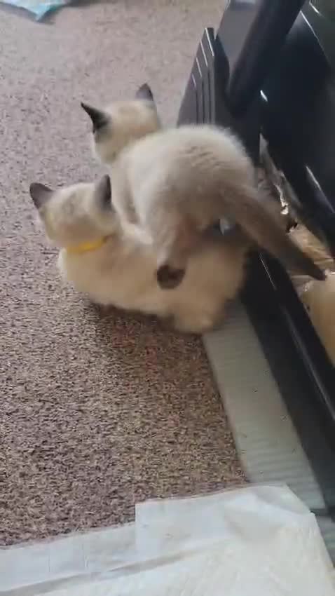 Ragamese cats for sale: Gorgeous Ragdoll x Siamese Kittens - Video 5