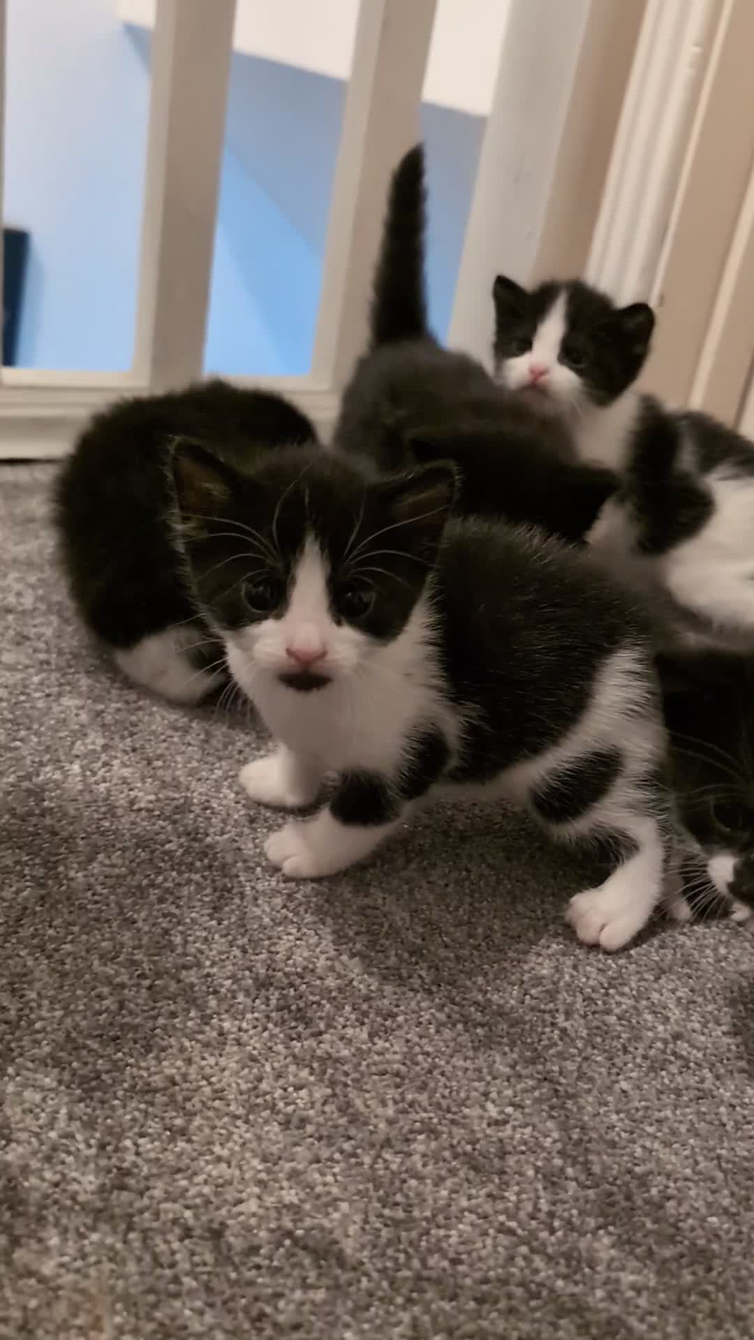 Mixed Breed cats for sale: 3 female kittens ready to leave - Video 1