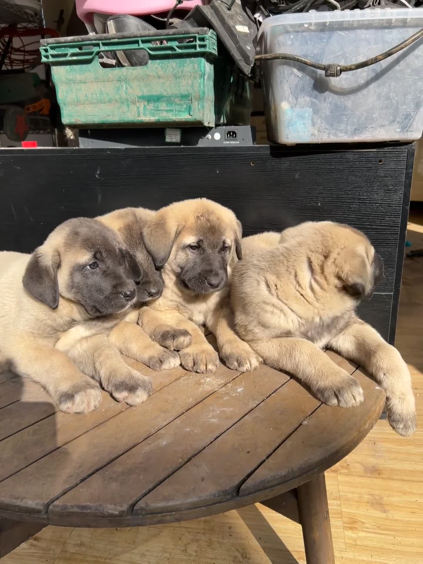 Turkish Kangal dogs for sale: Turkish Kangal puppies  - Video 1