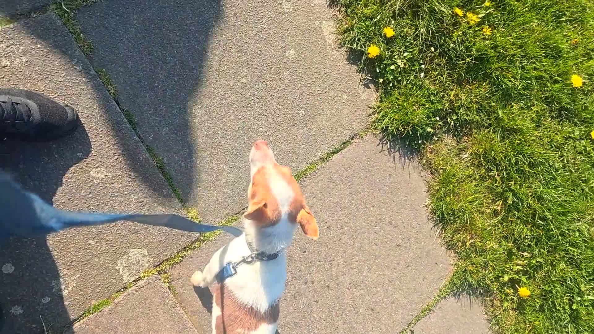 Jack Russell dogs for stud: Stud jack Russell mini,pics and proof of litter - Video 2