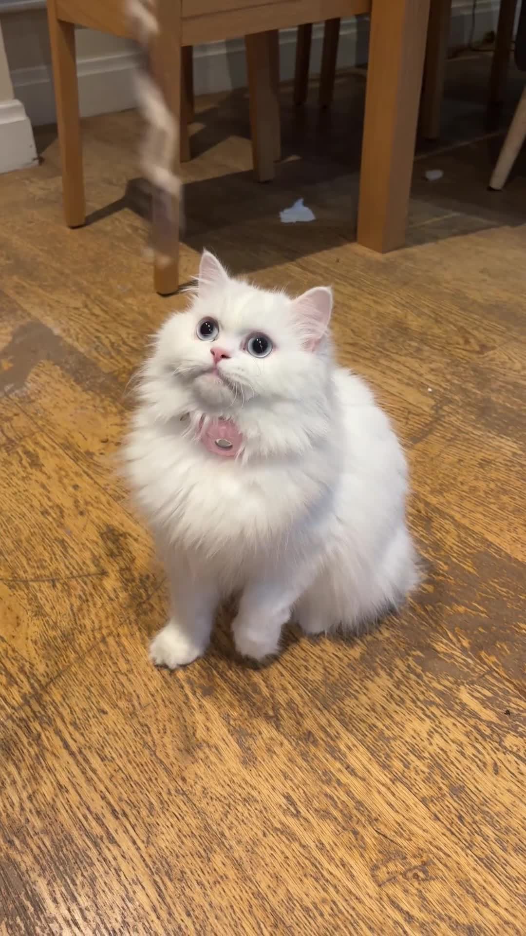 Ragdoll cats for sale: Ragdoll  - Video 2