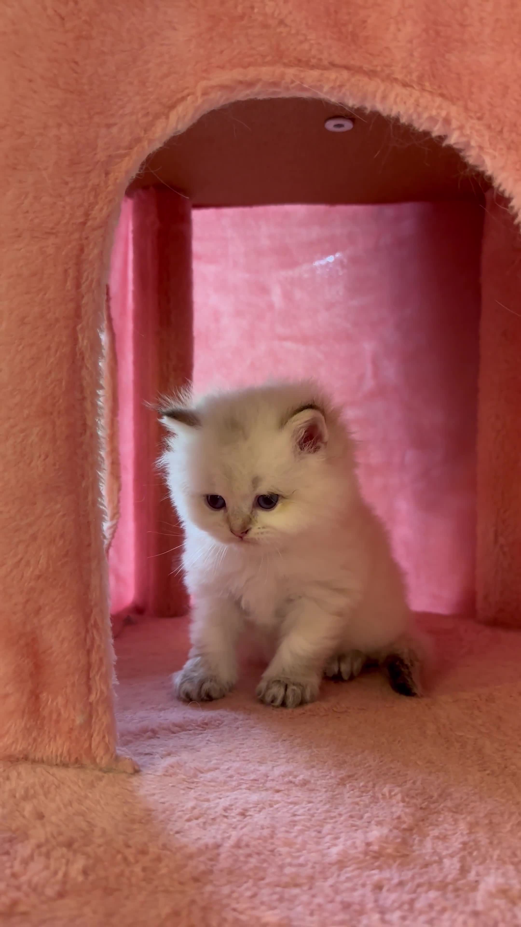 British Longhair cats for sale: TOP QUALITY BRITISH LONG HAIR KITTEN BOY  - Video 1