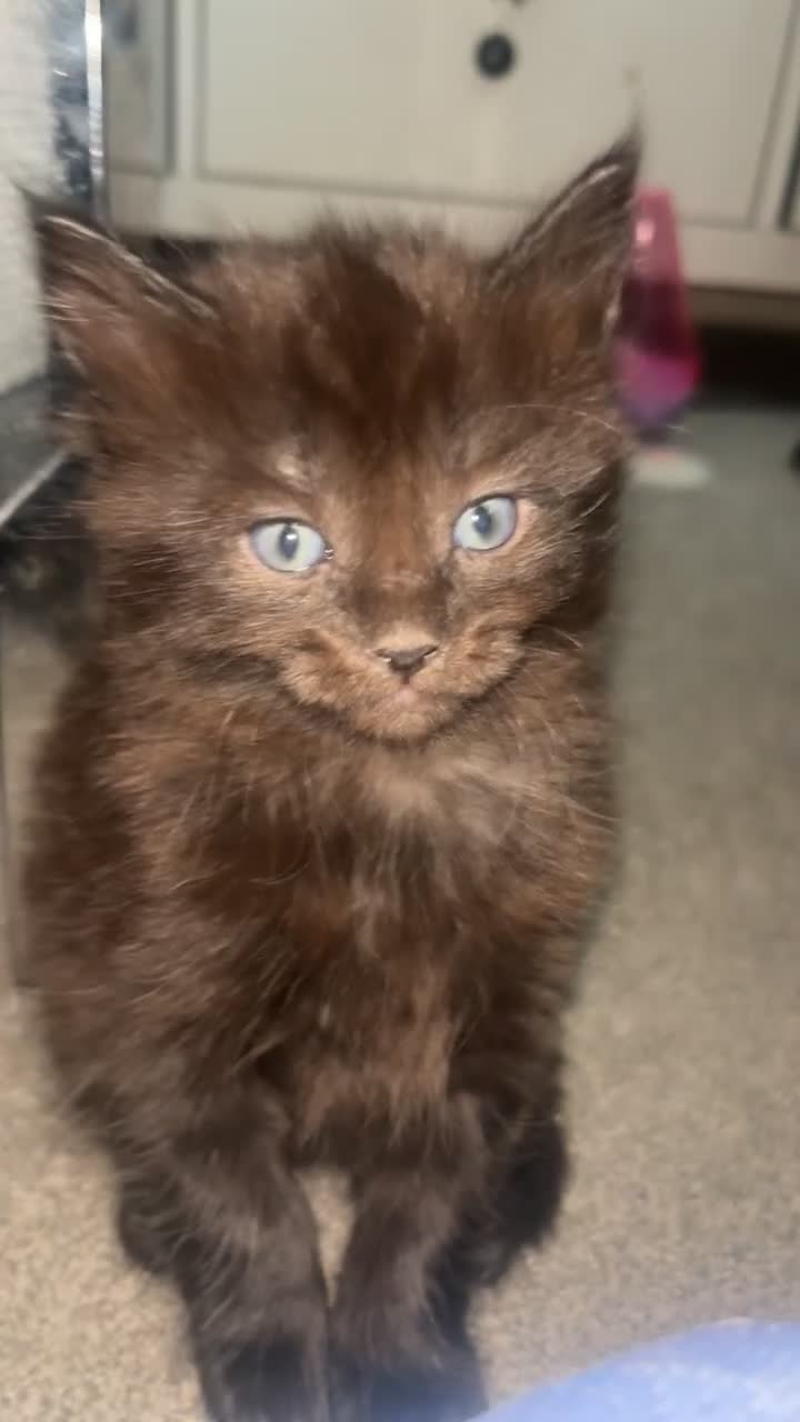 Domestic Shorthair cats for sale: 4 Brown male 2 Black female  - Video 1