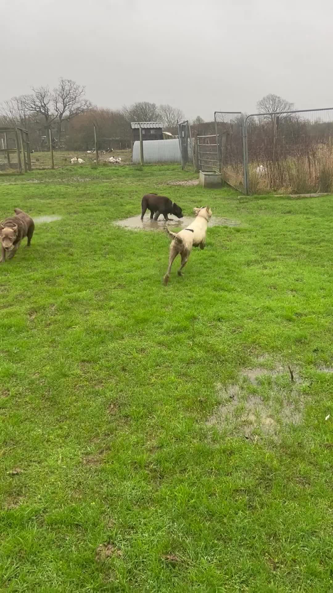 Labrador Retriever dogs for sale: Rolo Looking for a new home  - Video 1