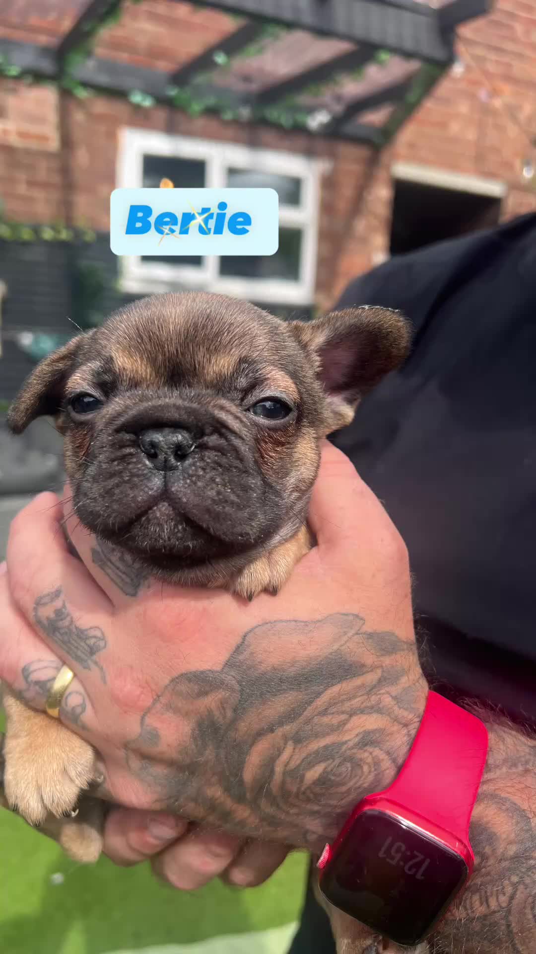 French Bulldog dogs for sale: French bulldog puppies  - Video 4