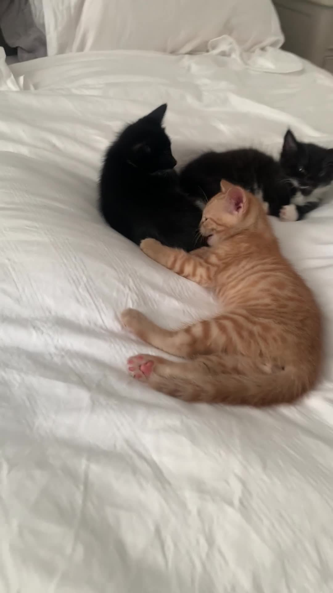 Domestic Shorthair cats for sale: Beautiful domestic shorthair kittens  - Video 1