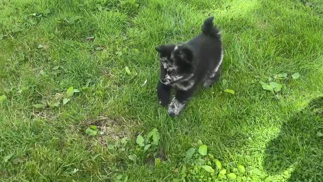 Chow Chow dogs for sale: Stunning Exotic colour chowsky puppies for sale  - Video 1