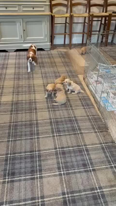 Cavapoo dogs for sale: Adorable F1 Cavapoo Puppies - Video 1