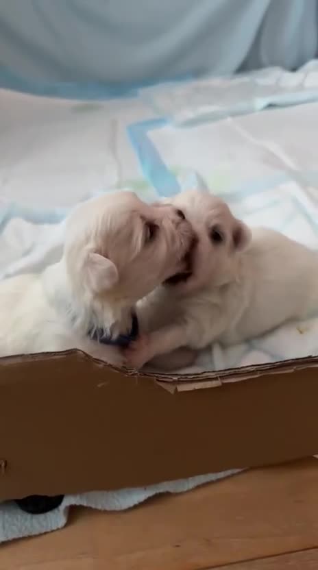 Maltese dogs for sale: Gorgeous pure white Maltese puppies! - Video 1