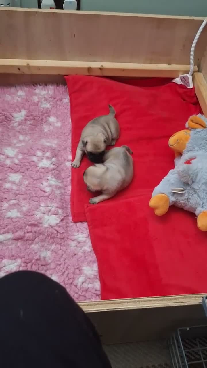 Pug dogs for sale: Pug puppies  - Video 1