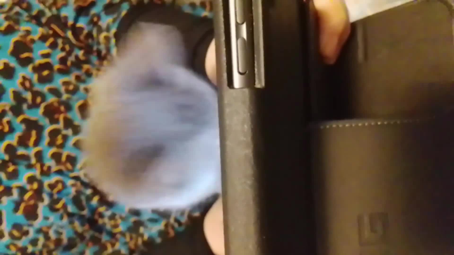 Mixed Breed cats for sale: Healthy cute grey baby boy kitten - Video 2