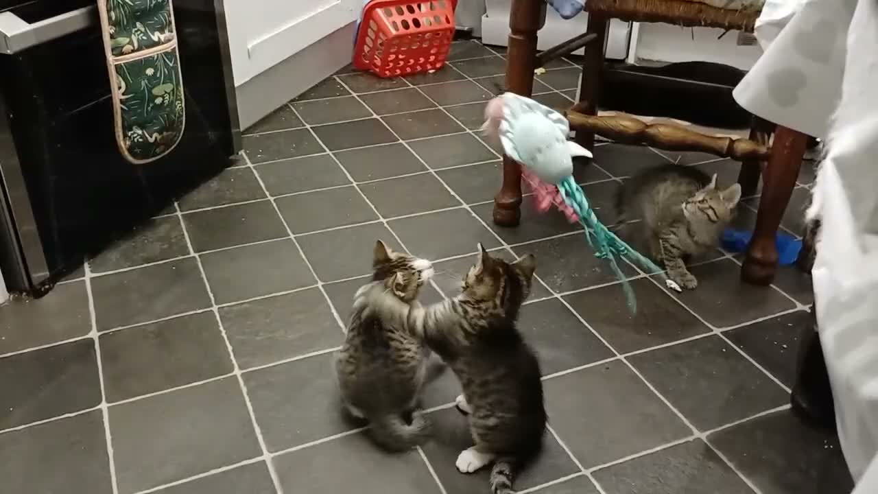 Mixed Breed cats for sale: Two gorgeous girls left from litter of 4 in Settle - Video 2
