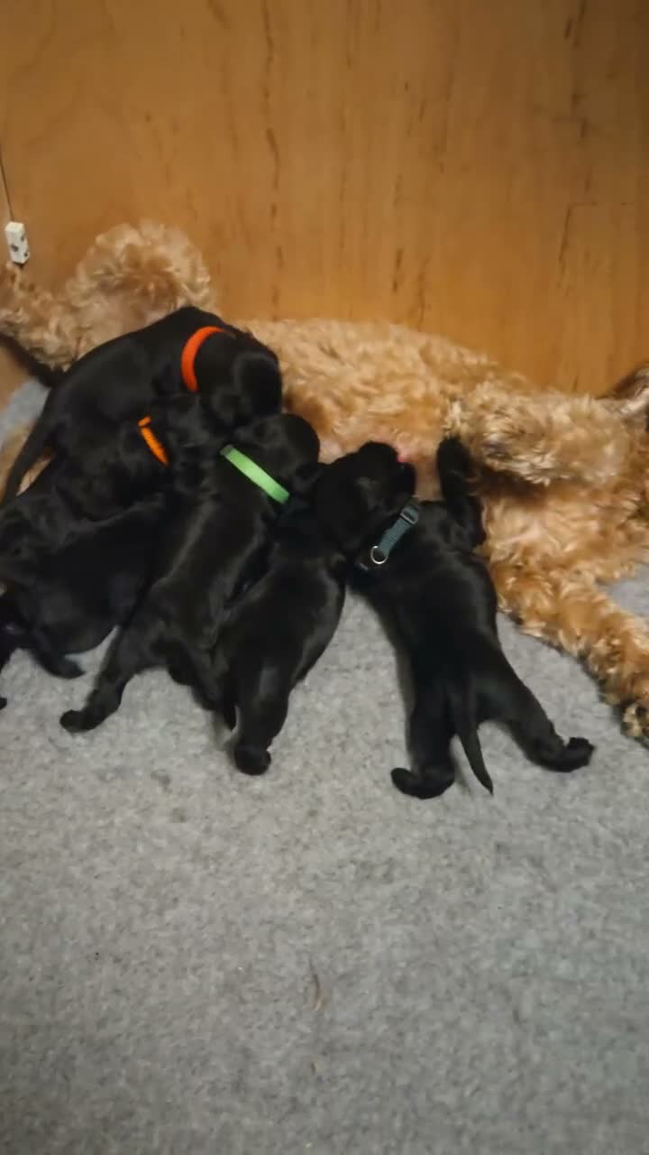 Mixed Breed dogs for sale: Beautiful Schnockapoo Puppies Seeking Loving Homes - Video 1