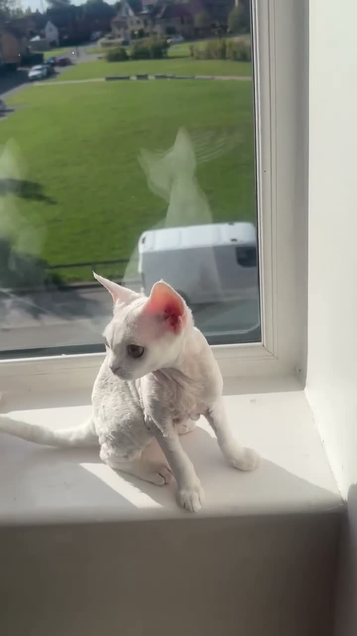 Devon Rex cats for sale: White Female Kitten Available 🤍 - Video 2
