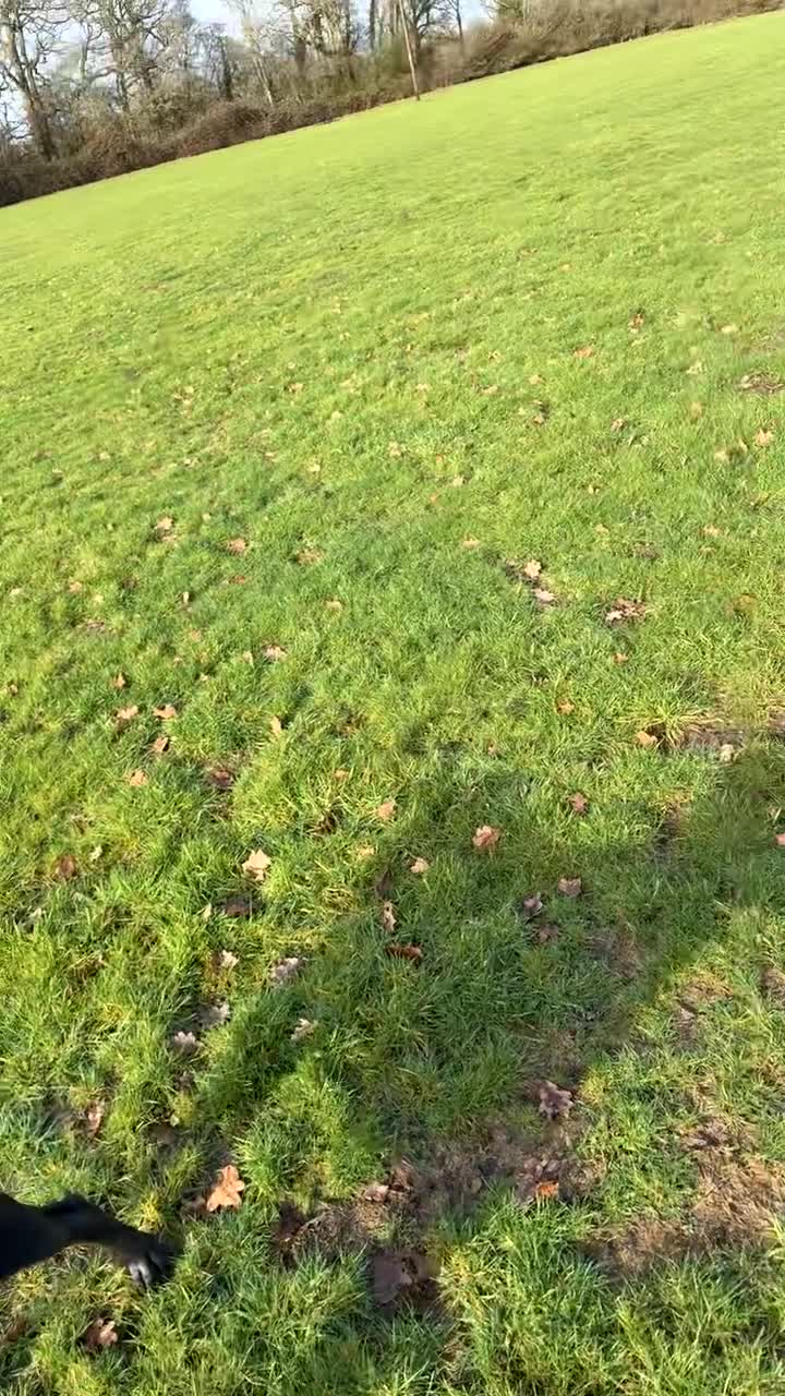 Cane Corso dogs for sale: Nova. - Video 1