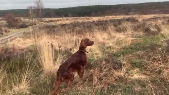 Irish Setter dogs for stud: Irish Setter For Stud. (Health Tested and Proven.) in Cannock - Video 1