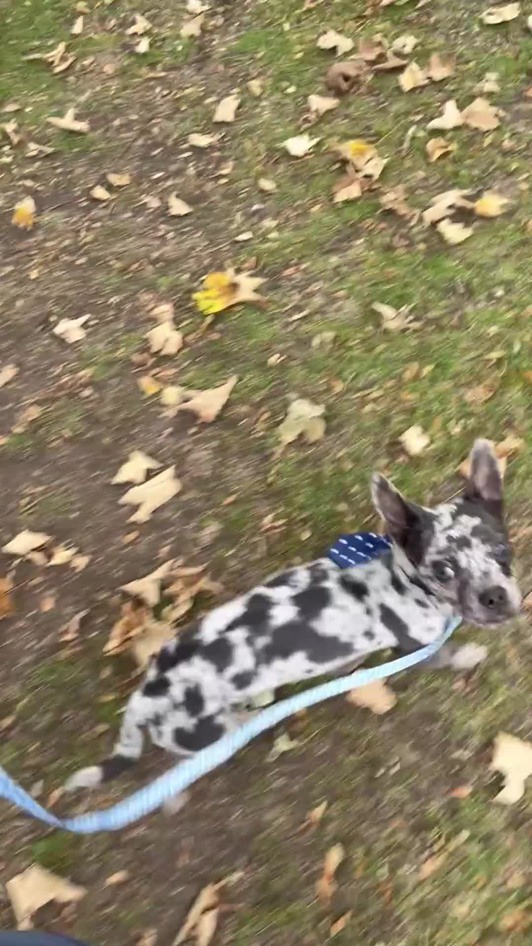 Mixed Breed dogs for sale: Frenchie x Jack Chi 8 month old puppy - Video 1