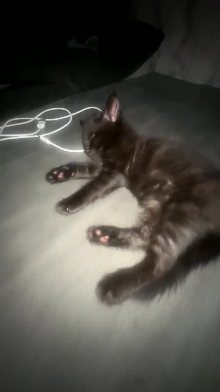 Mixed Breed cats for sale: 2 females left  - Video 1