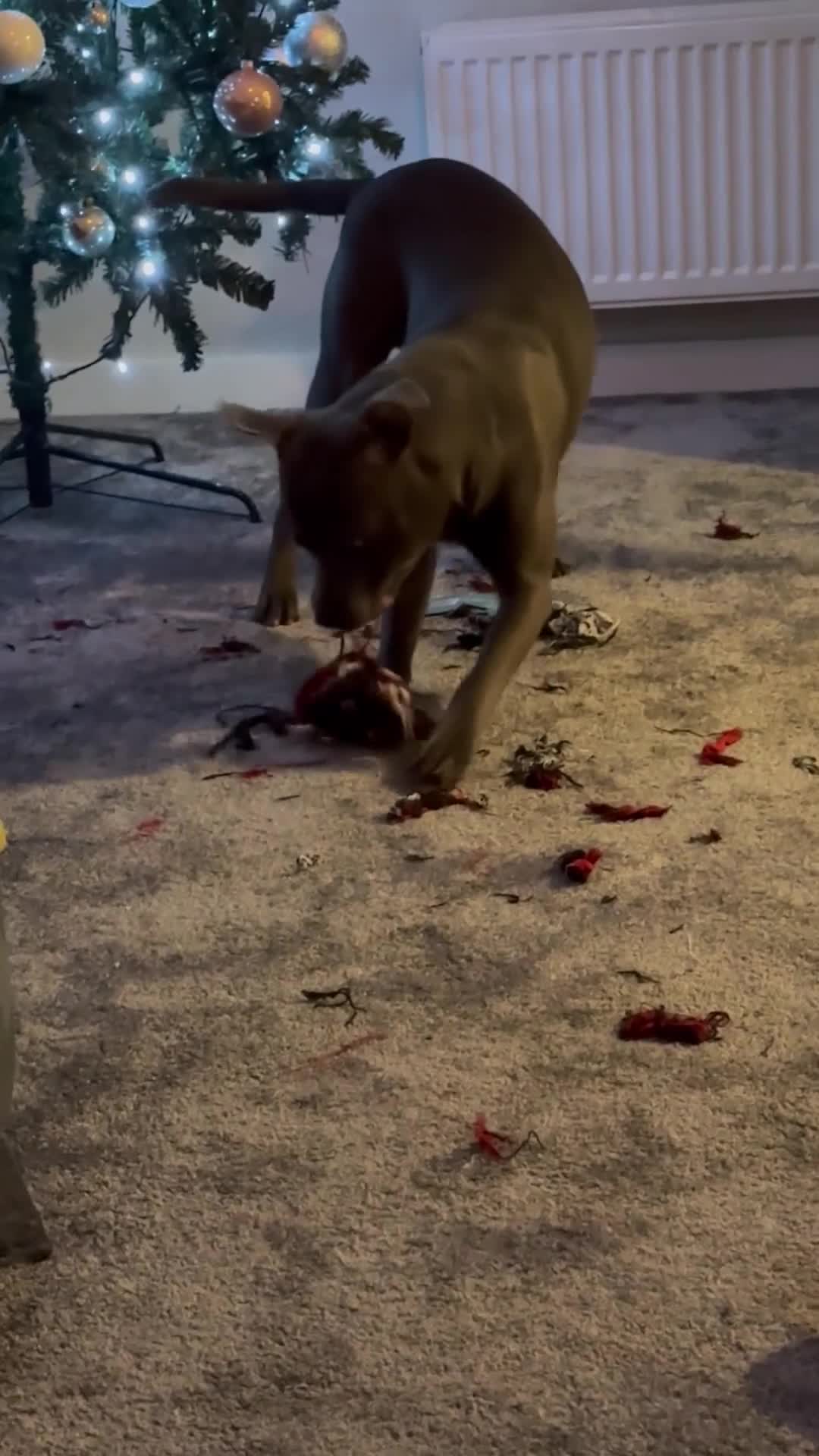 Staffordshire Bull Terrier dogs for sale: Monty 2 years old beautiful dog - Video 2