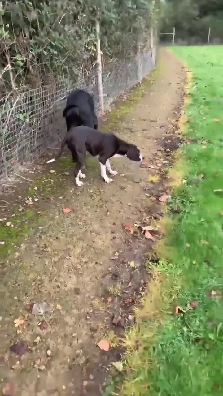 Pointer dogs for adoption: Phoebe, cuddly pointer girl, ready for her forever - Video 2