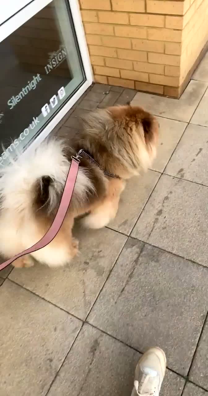 Chow Chow dogs for sale: Male chow chow  in Wellingborough - Video 2