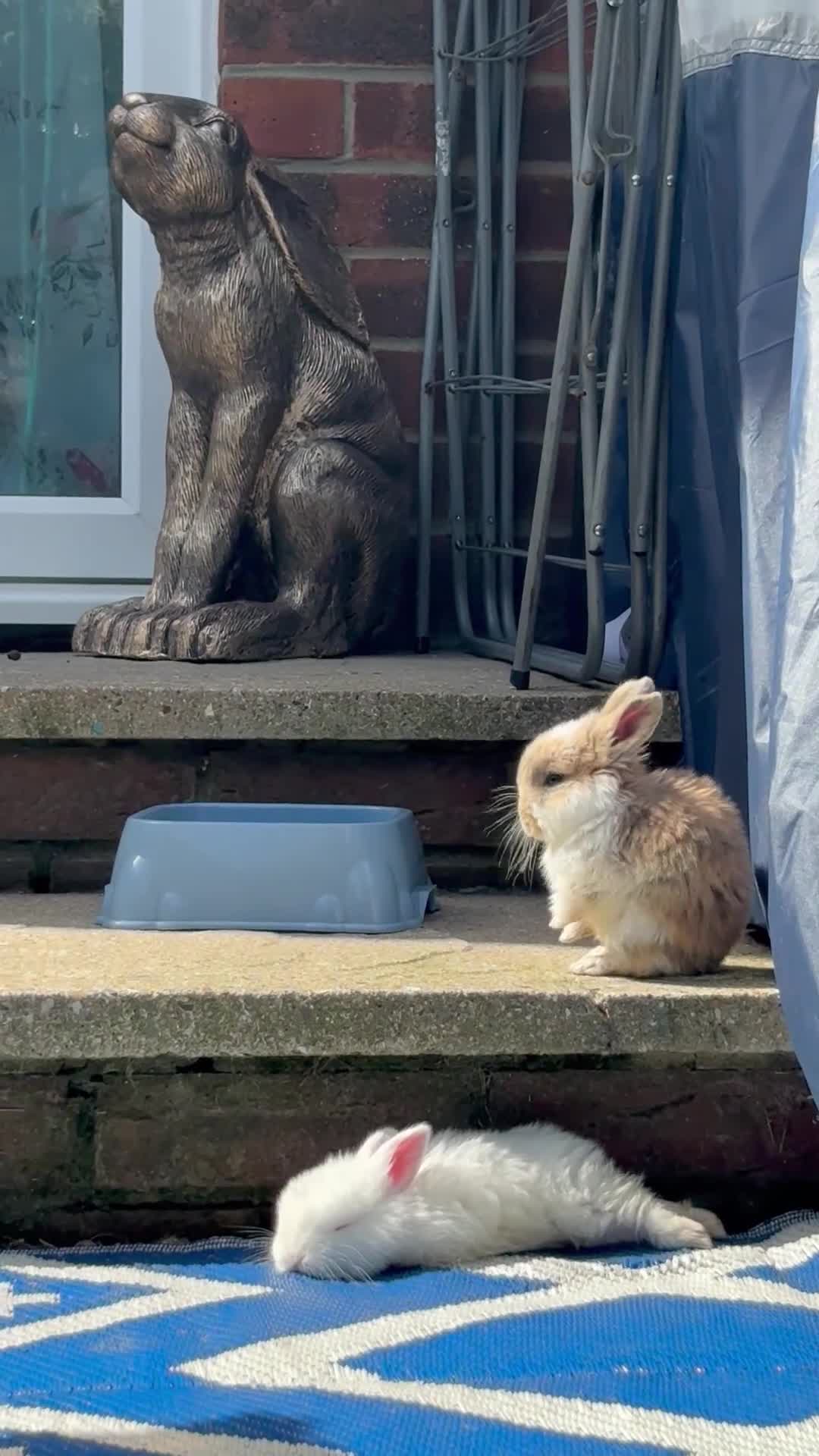 French Lop rabbits for sale: The happy hoppers Frenchlop babies!  - Video 2