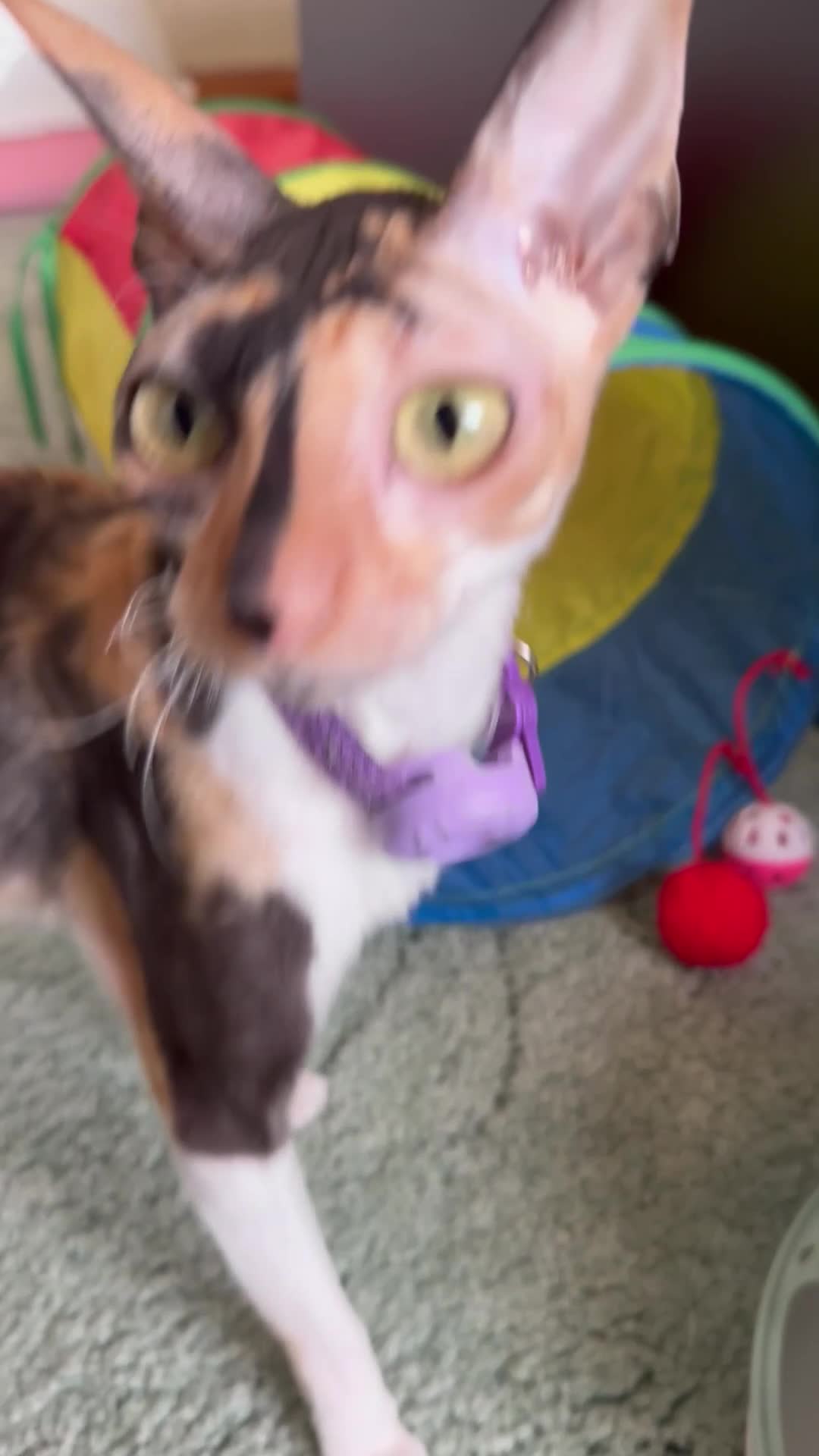 Cornish Rex cats for sale: Beautiful kittens  - Video 2