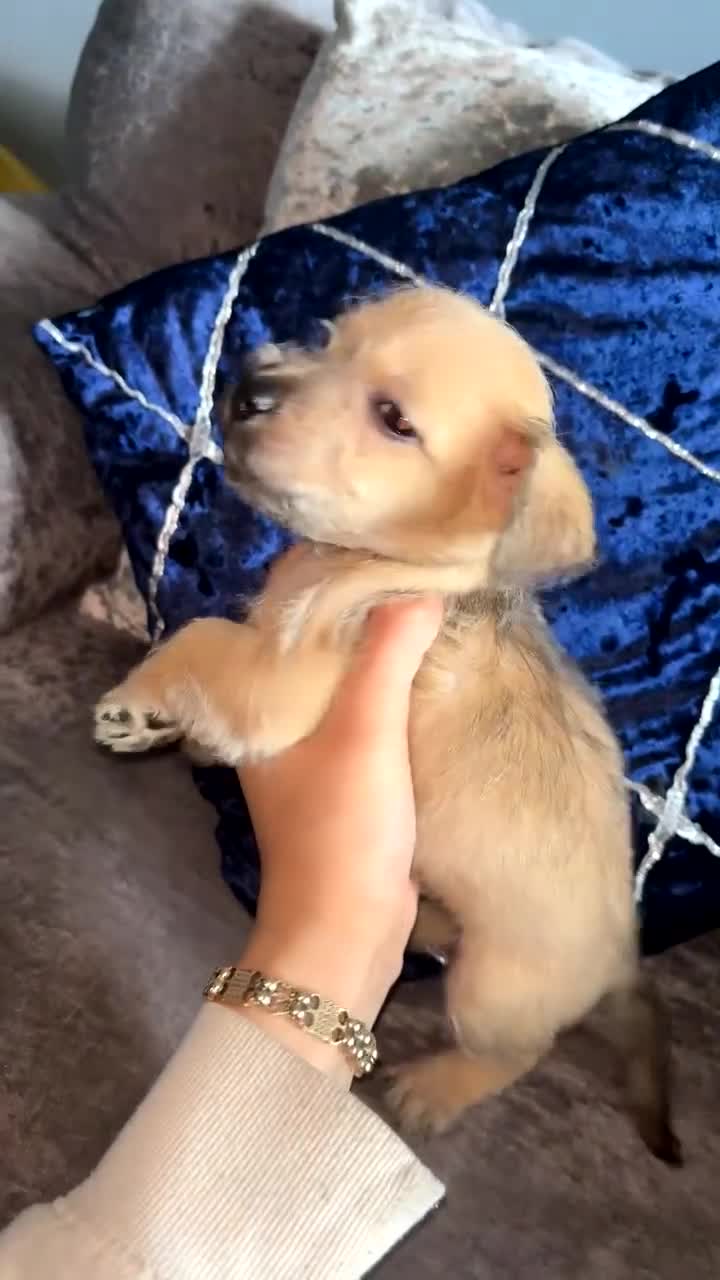 Jug dogs for sale: jugs ready to find ther perfect new homes 🥰 - Video 2