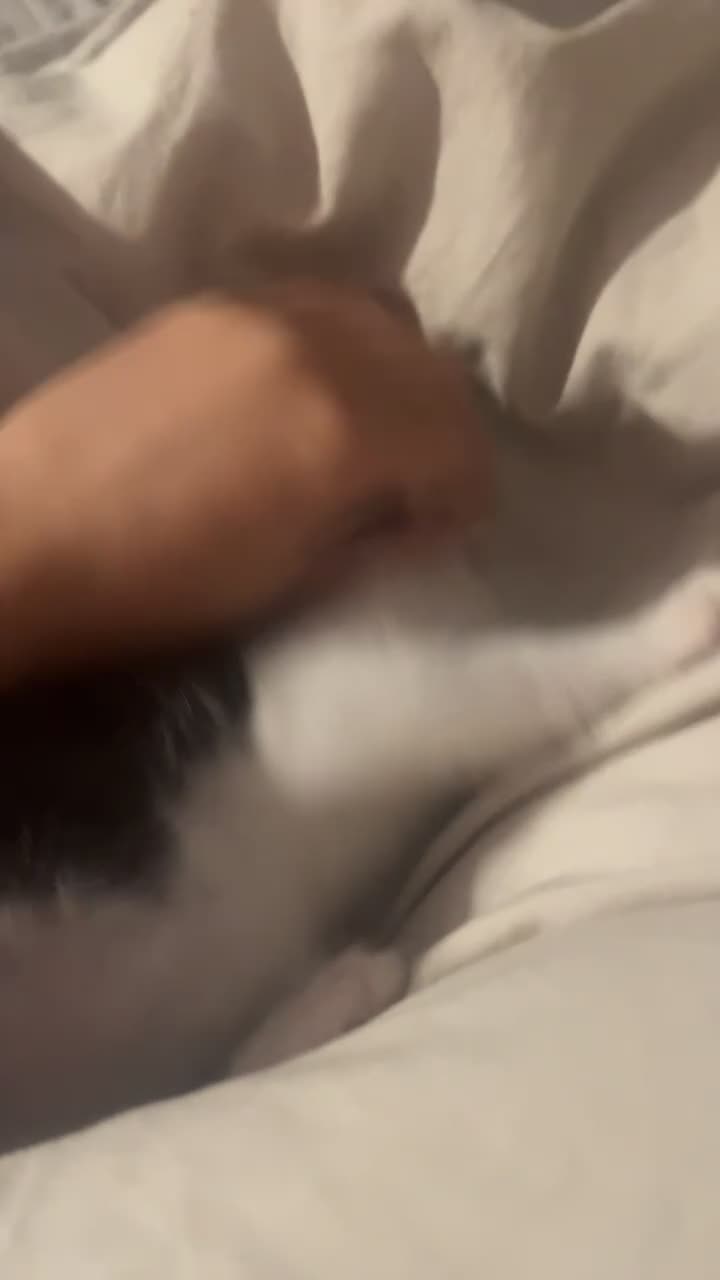 Domestic Shorthair cats for sale: 1 male kitten in Belfast - Video 1