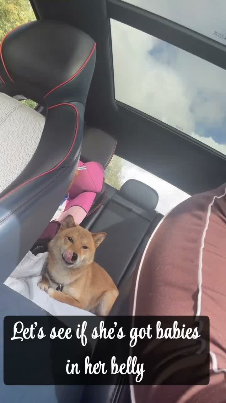 Japanese Shiba Inu dogs for sale: Little of Japanese Shiba inu - Video 1