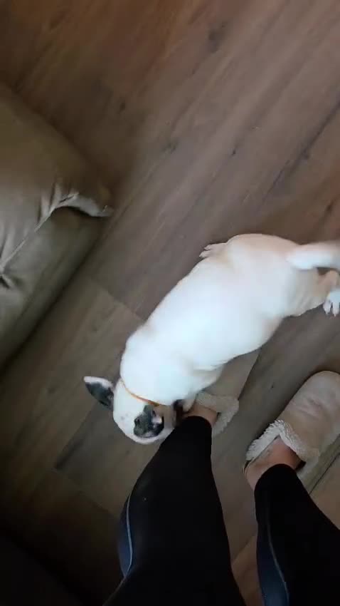 English Bull Terrier dogs for sale: Top Quality KC English bull terriers! - Video 1