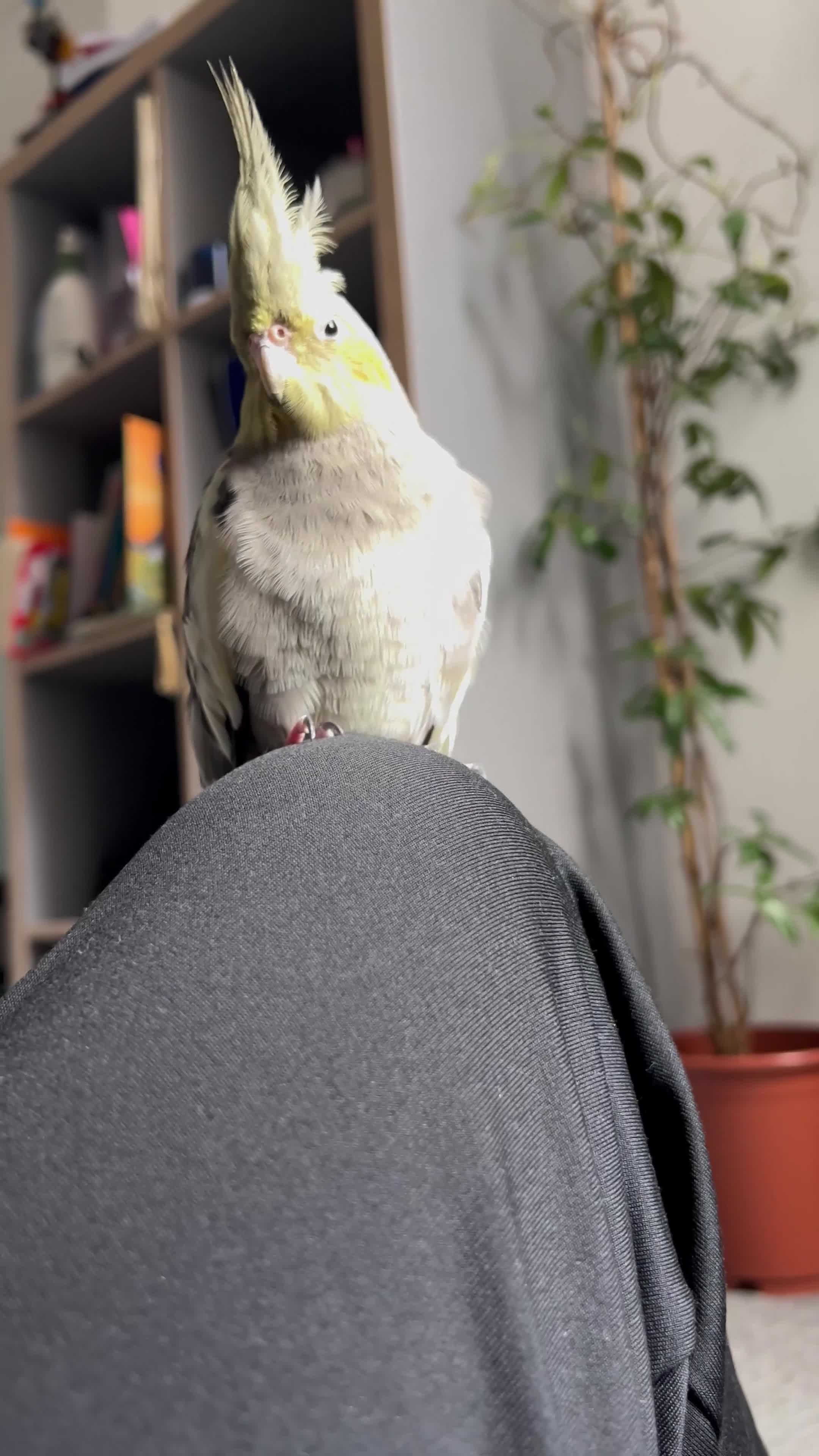 Cockatiels birds for sale: Semi tamed Male and female cockatiels and cage - Video 1