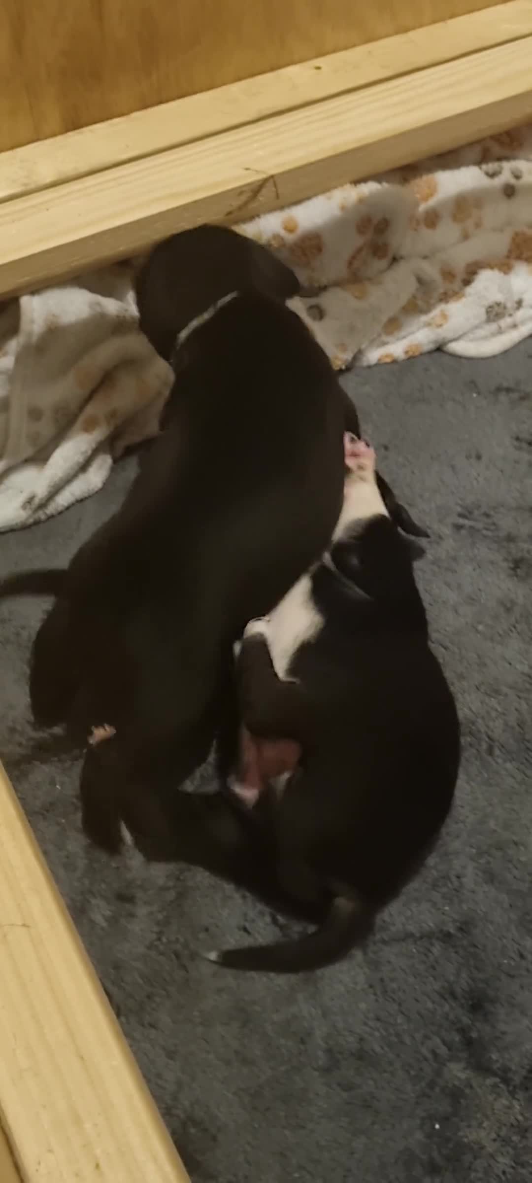 Staffordshire Bull Terrier dogs for sale: Staffordshire Bull Terrier KC Champion Lined - Video 1