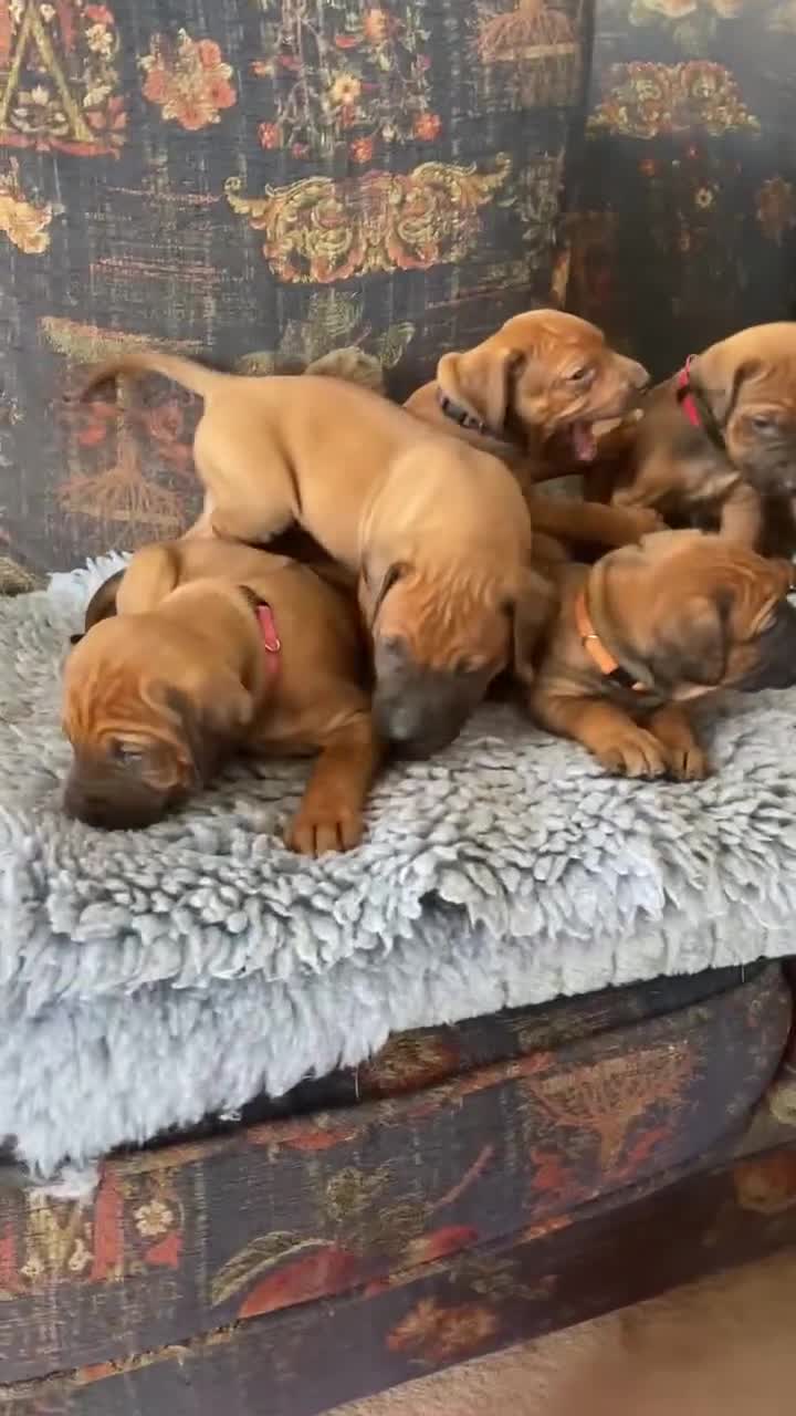 Rhodesian Ridgeback dogs for sale: KC reg Rhodesian Ridgeback puppies - Video 3