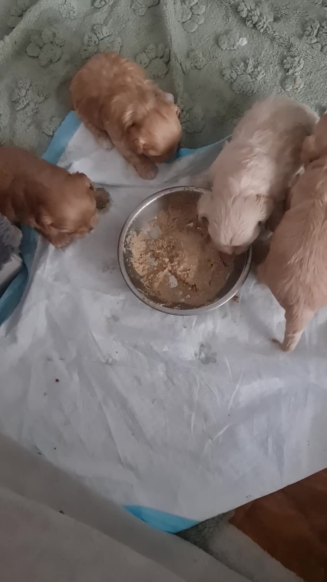 Maltipoo dogs for sale: Multipoo boy - Video 2