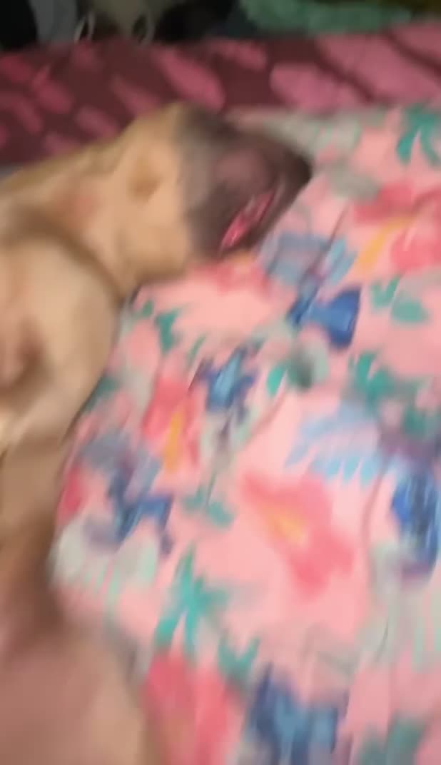 Staffordshire Bull Terrier dogs for sale: Male Staffordshire bull terrier  - Video 5