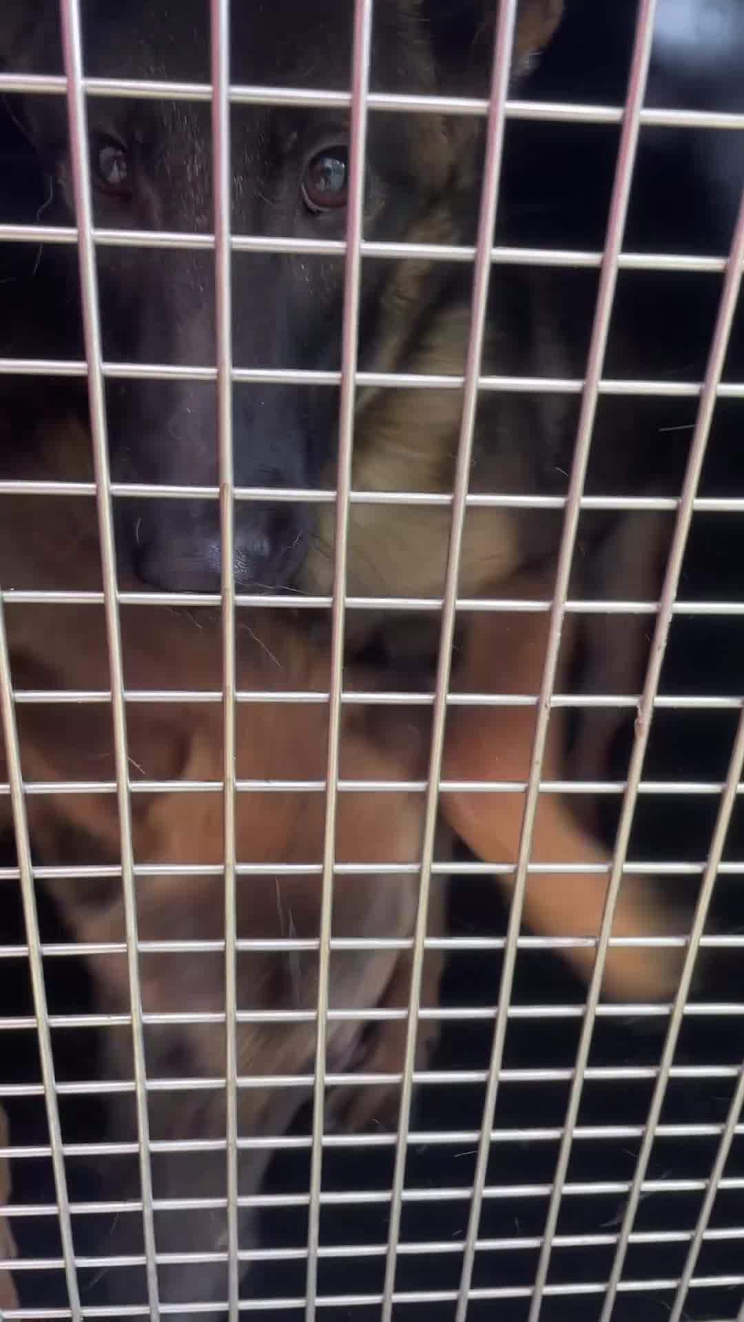Belgian Shepherd Dog dogs for sale: 6x Malinois Puppies for Adoption - Video 1