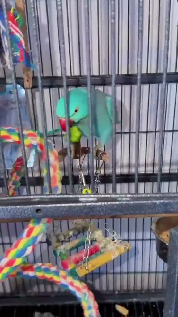Parrots birds for sale: blue indian ringneck parrot - Video 1