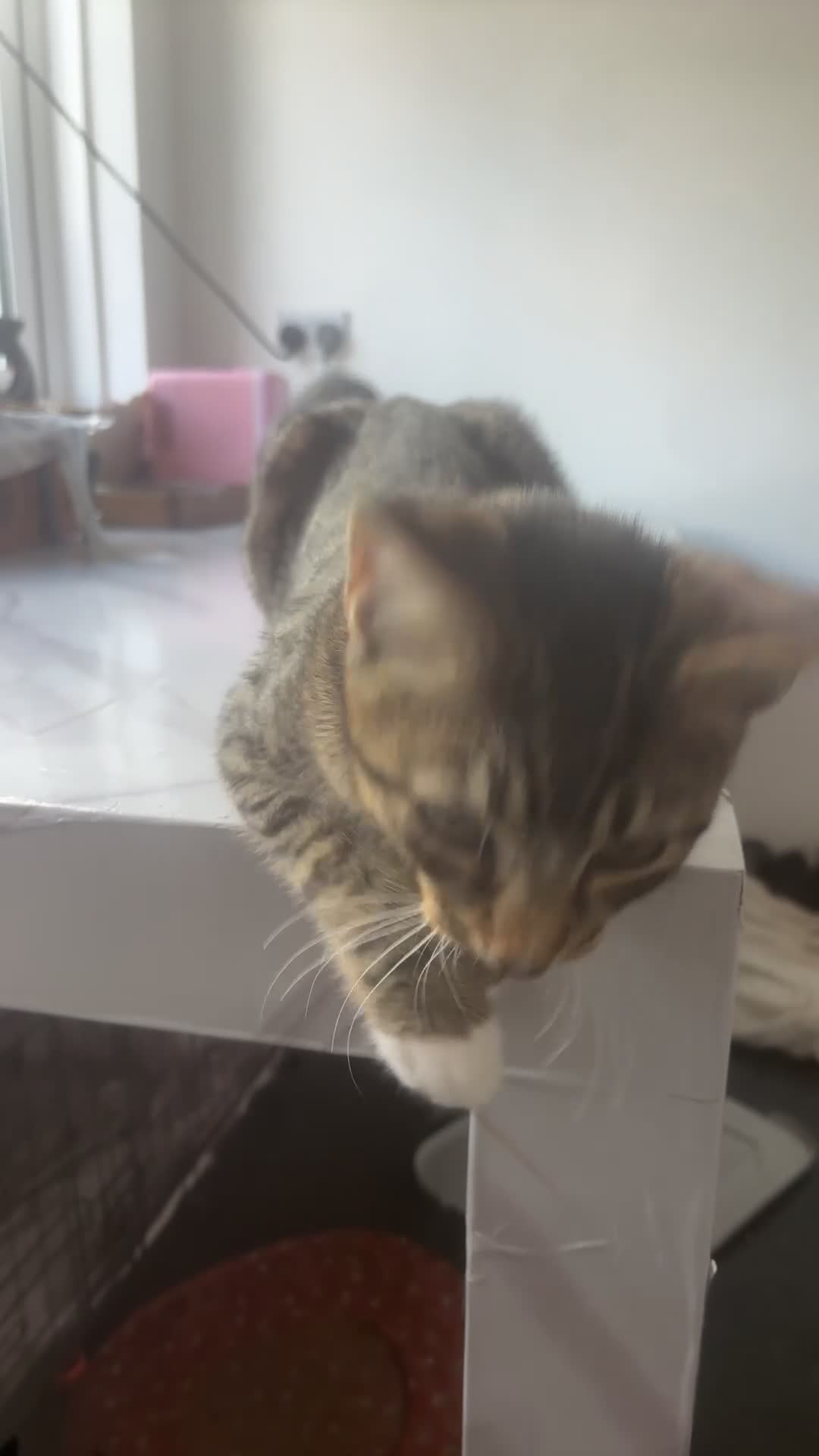 Mixed Breed cats for sale: Kittens in need of a new home - Video 1
