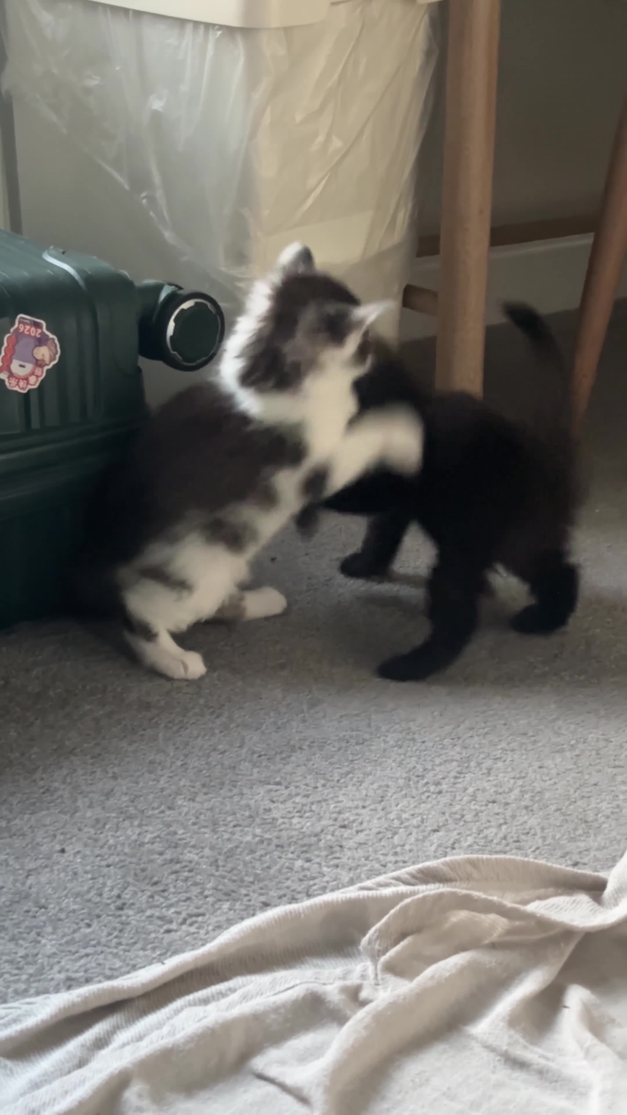 British Shorthair cats for sale: 4 Fluffy kittens  in Newport - Video 2