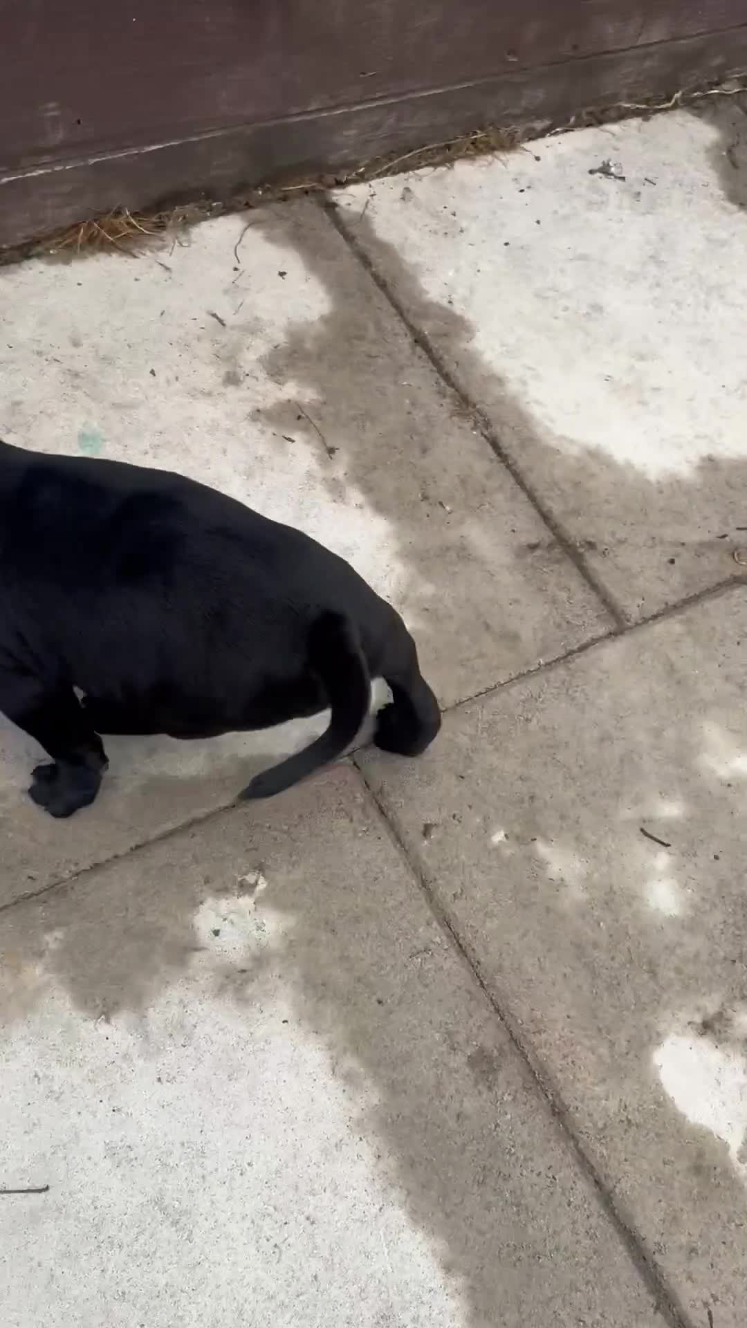 Staffordshire Bull Terrier dogs for sale: NOW READY! Pharaon X Piro X Bill Champion pups - Video 1