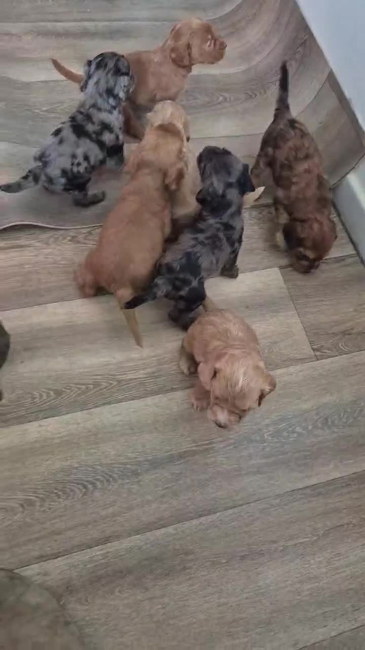 Cockapoo dogs for sale: F1 cockapoo babies ready end of april  - Video 2