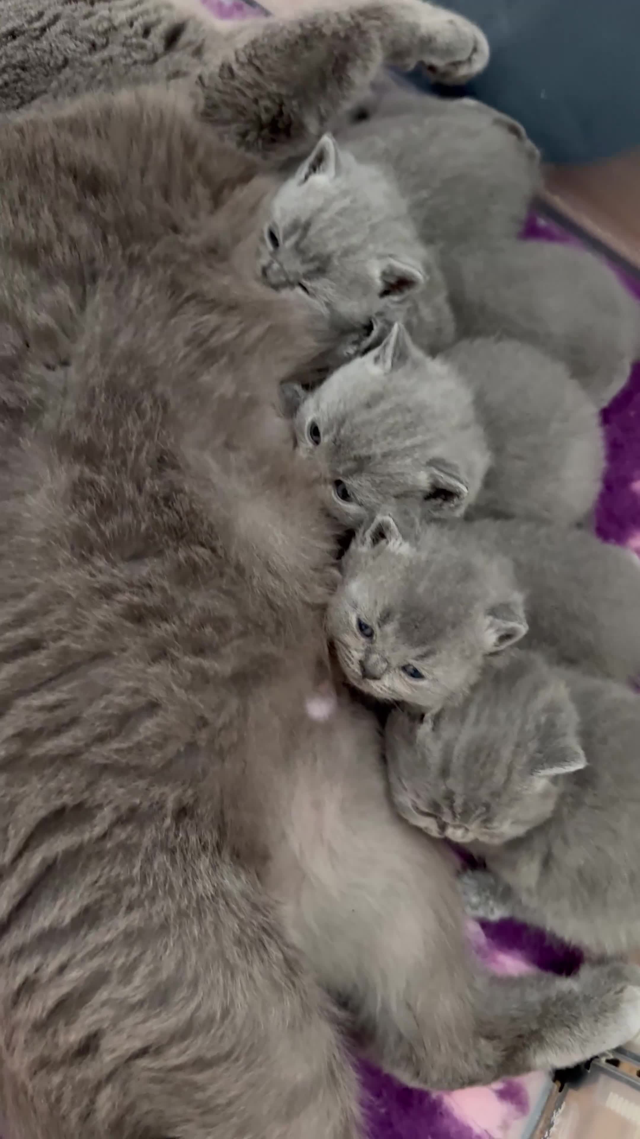 British Shorthair cats for sale: British Shorthair Blue kittens-GCCF Lines - Video 4