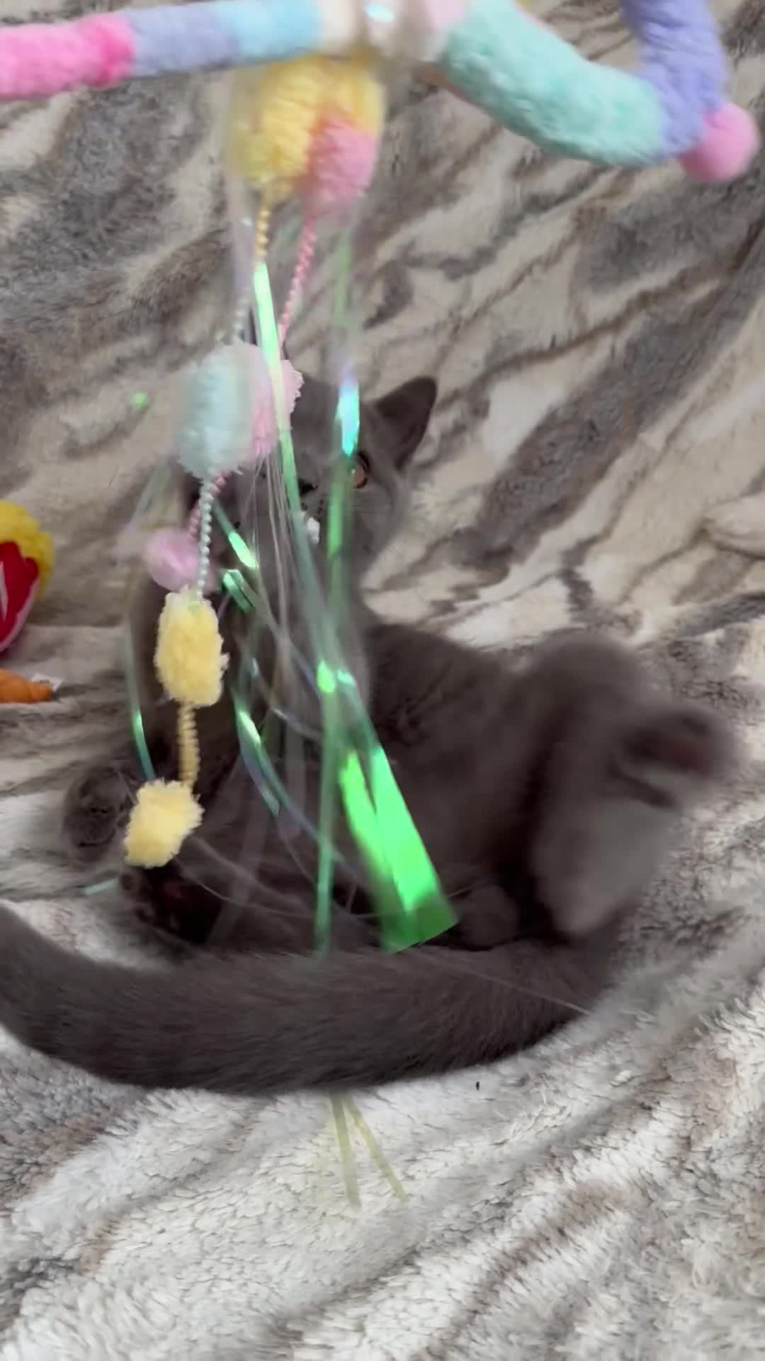 British Shorthair cats for sale: Registered gorgeous bsh boy. - Video 3