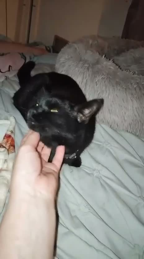 Mixed Breed cats for adoption: ❤️🐱 LUCY – A LITTLE BLACK BEAUTY - Video 2