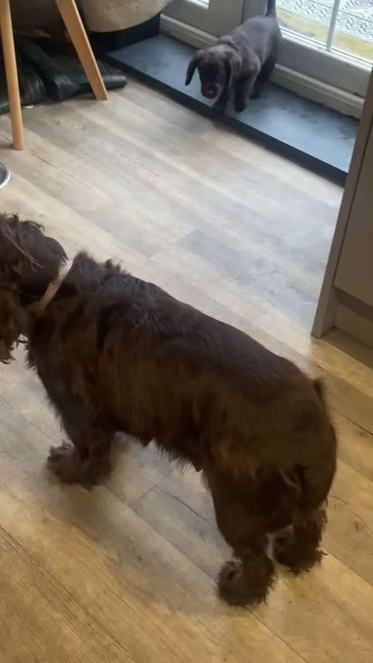 Cocker Spaniel dogs for sale: 1 Boy left Chocolate KC Working Cocker spaniel   - Video 1