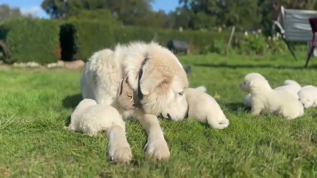 Maremma Sheepdog dogs for sale: A Rare Opportunity to Welcome a Maremma Sheepdog - Video 2