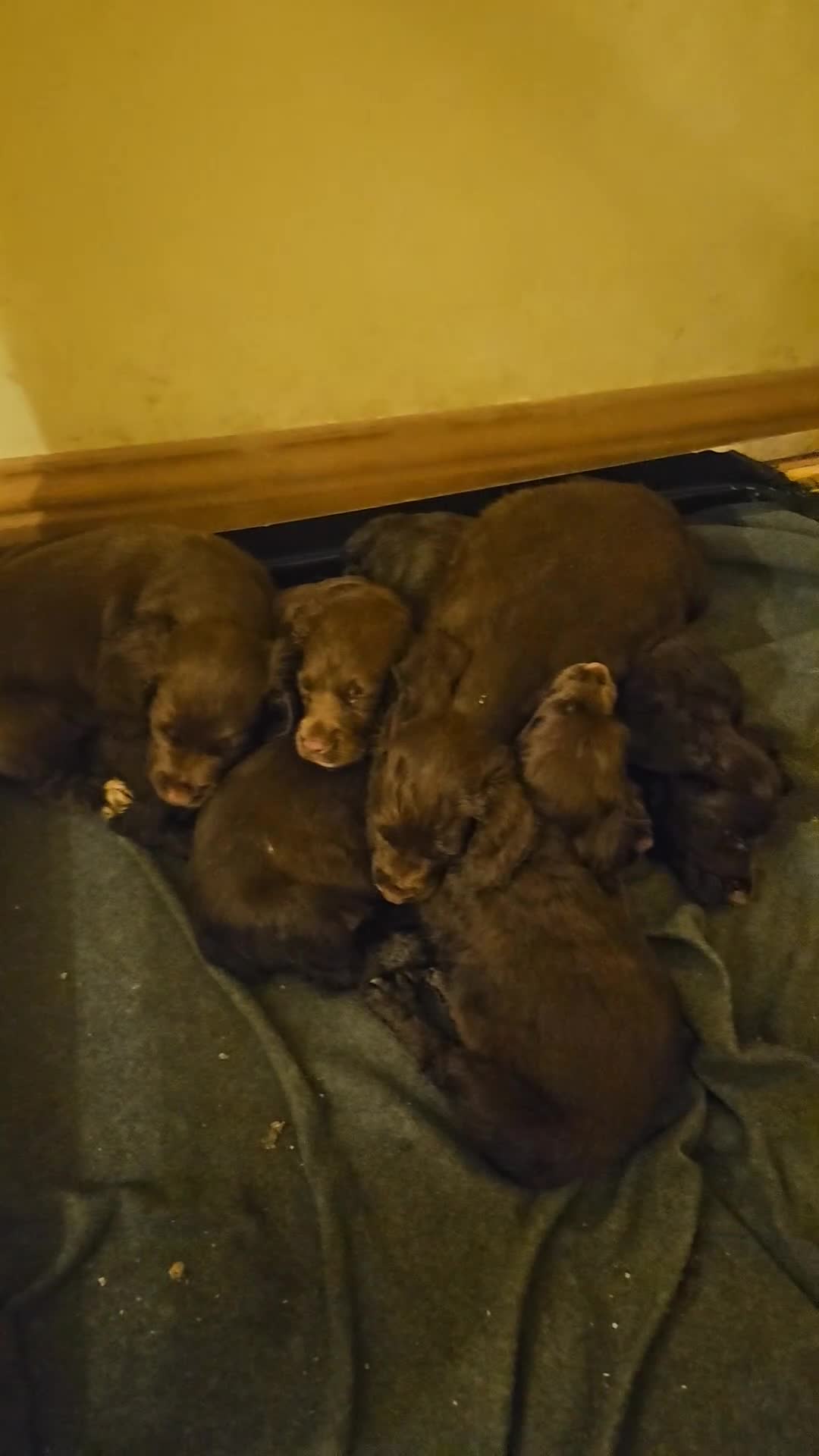 Sprocker dogs for sale: Gamekeeper breed sprockers - Video 1